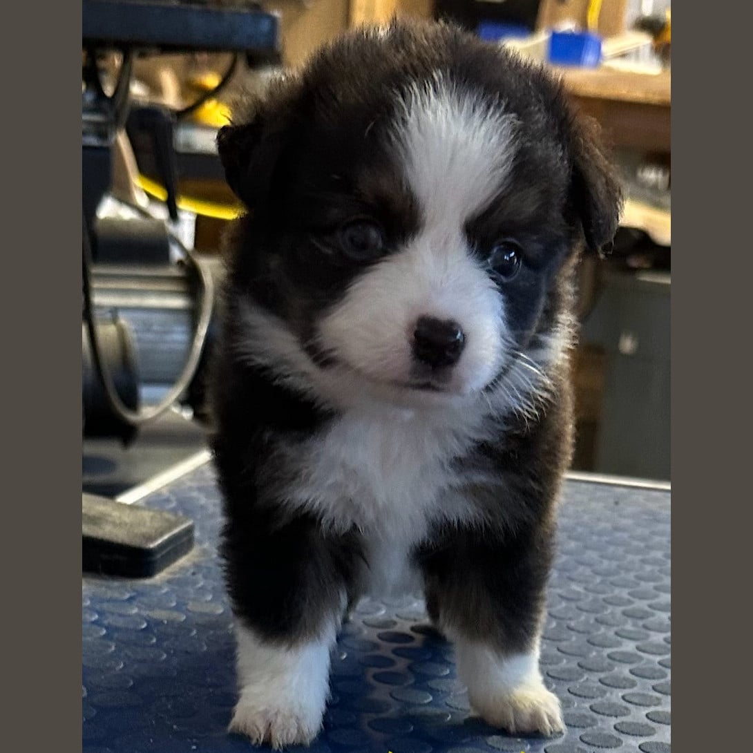 Little lady Sir Knight