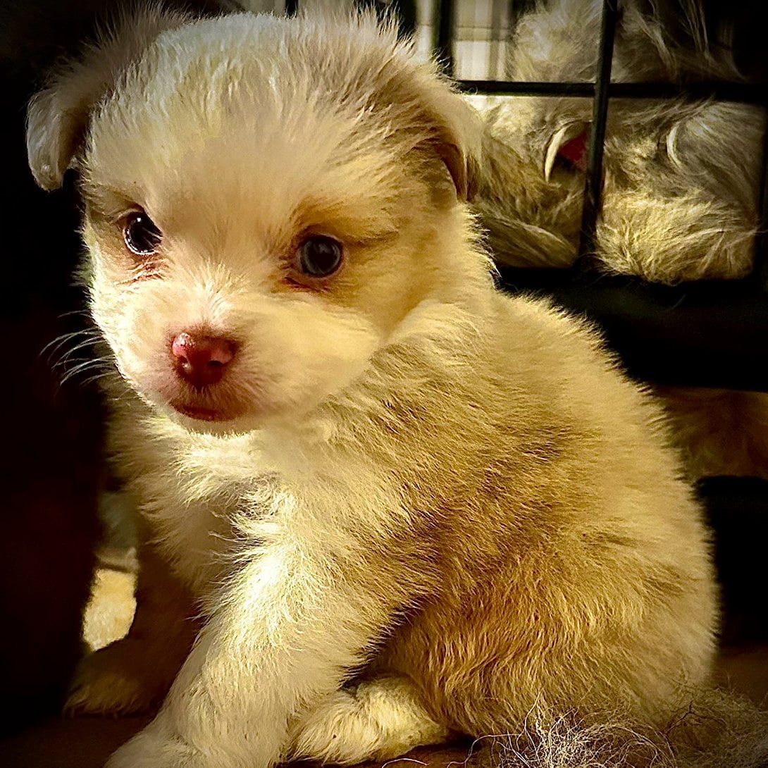 Miss Red Merle, daughter of Lady & Buzz