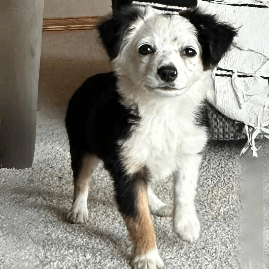 Piebald