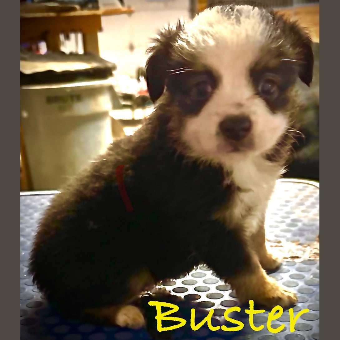 Buster