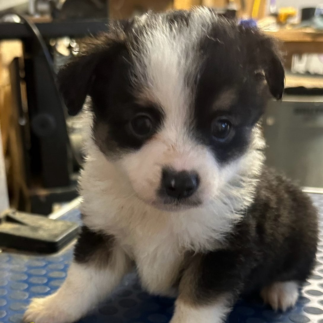 Rascal